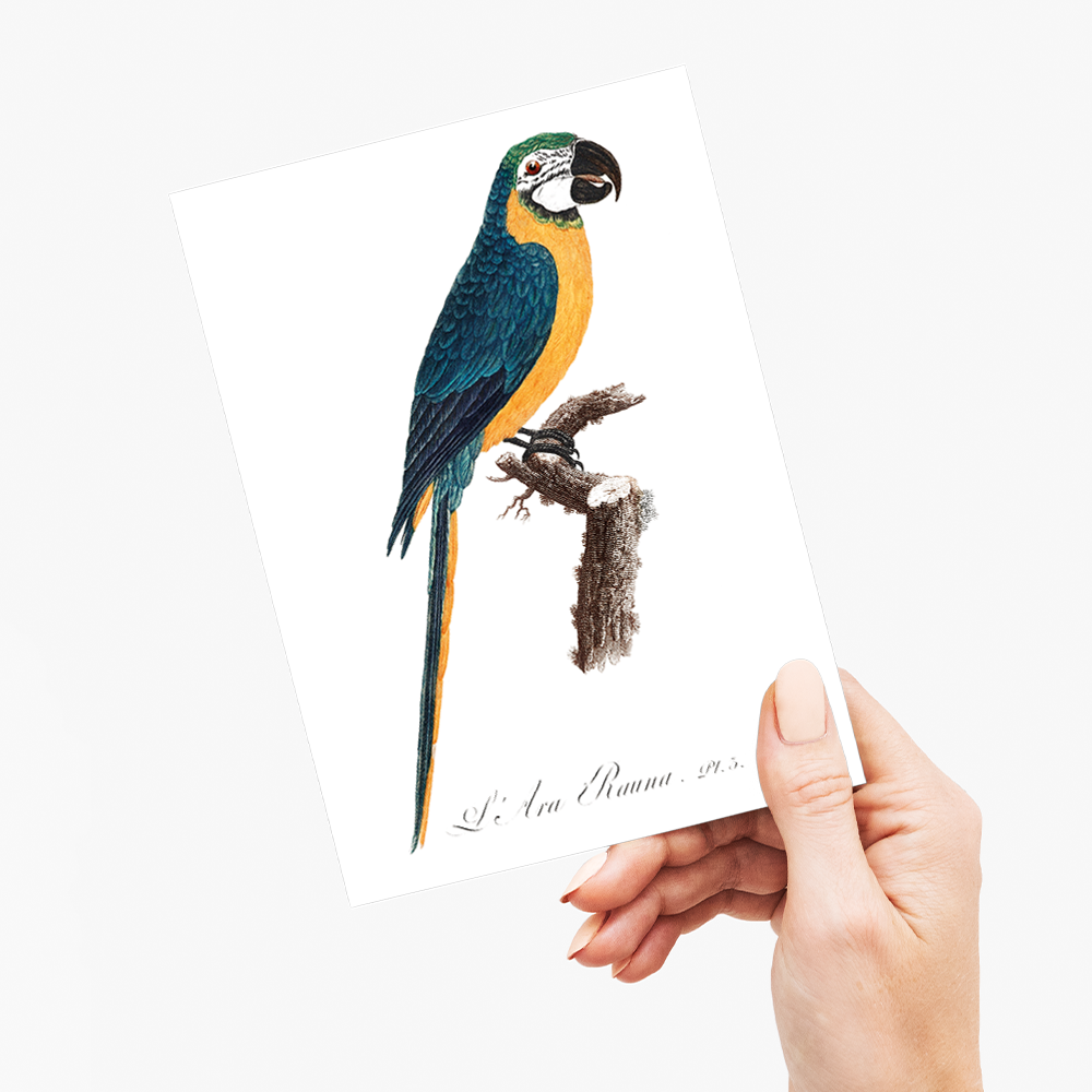 Blue-and-Yellow Macaw, Ara ararauna - Wenskaart