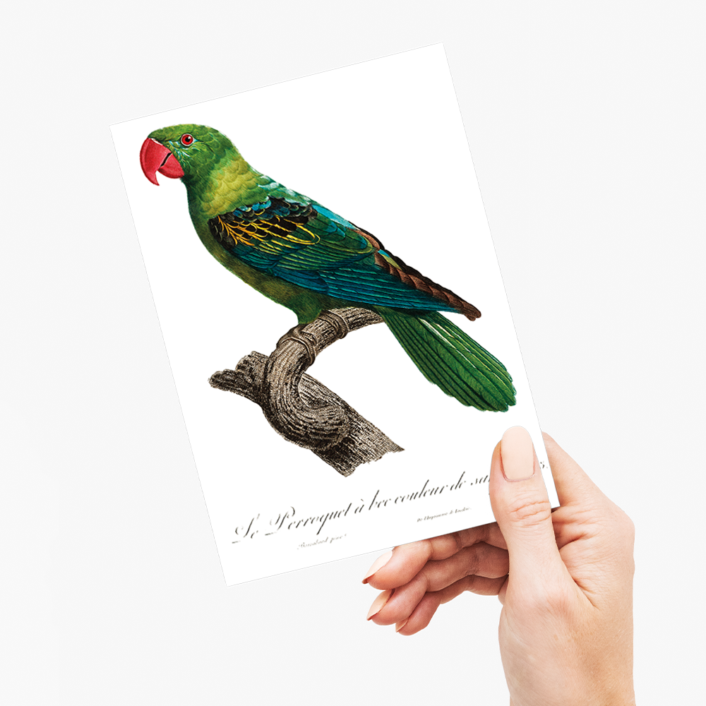 Great-Billed Parrot, Tanygnathus megalorynchos - Wenskaart