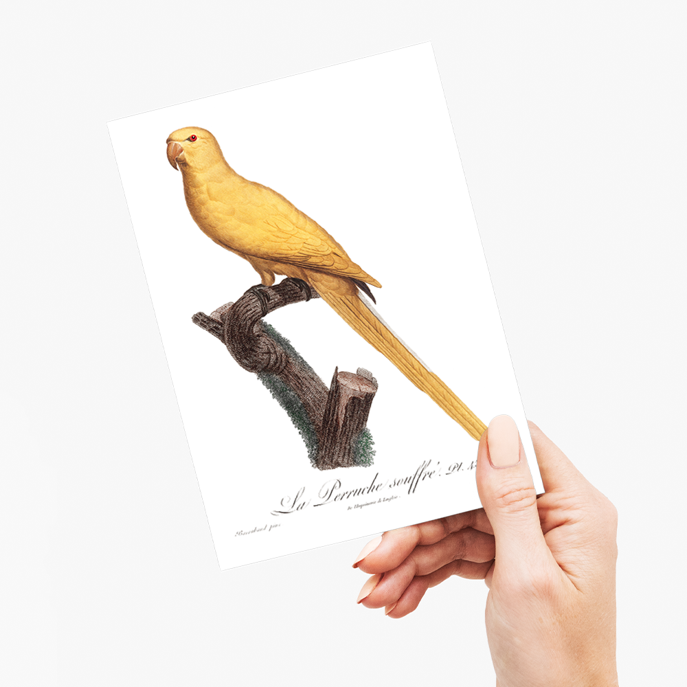 Lutino Parakeet - Wenskaart