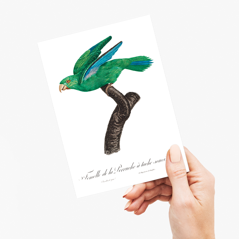 Marigold Parakeet, Female - Wenskaart