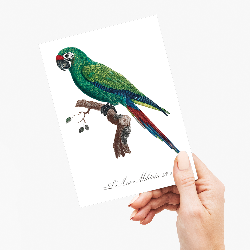 Military Macaw, Ara militaris - Wenskaart