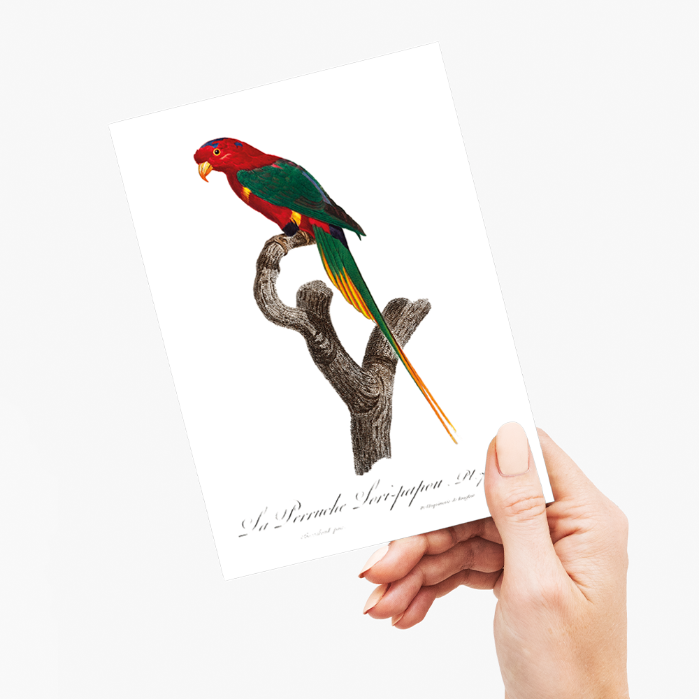 Papuan Lorikeet - Wenskaart