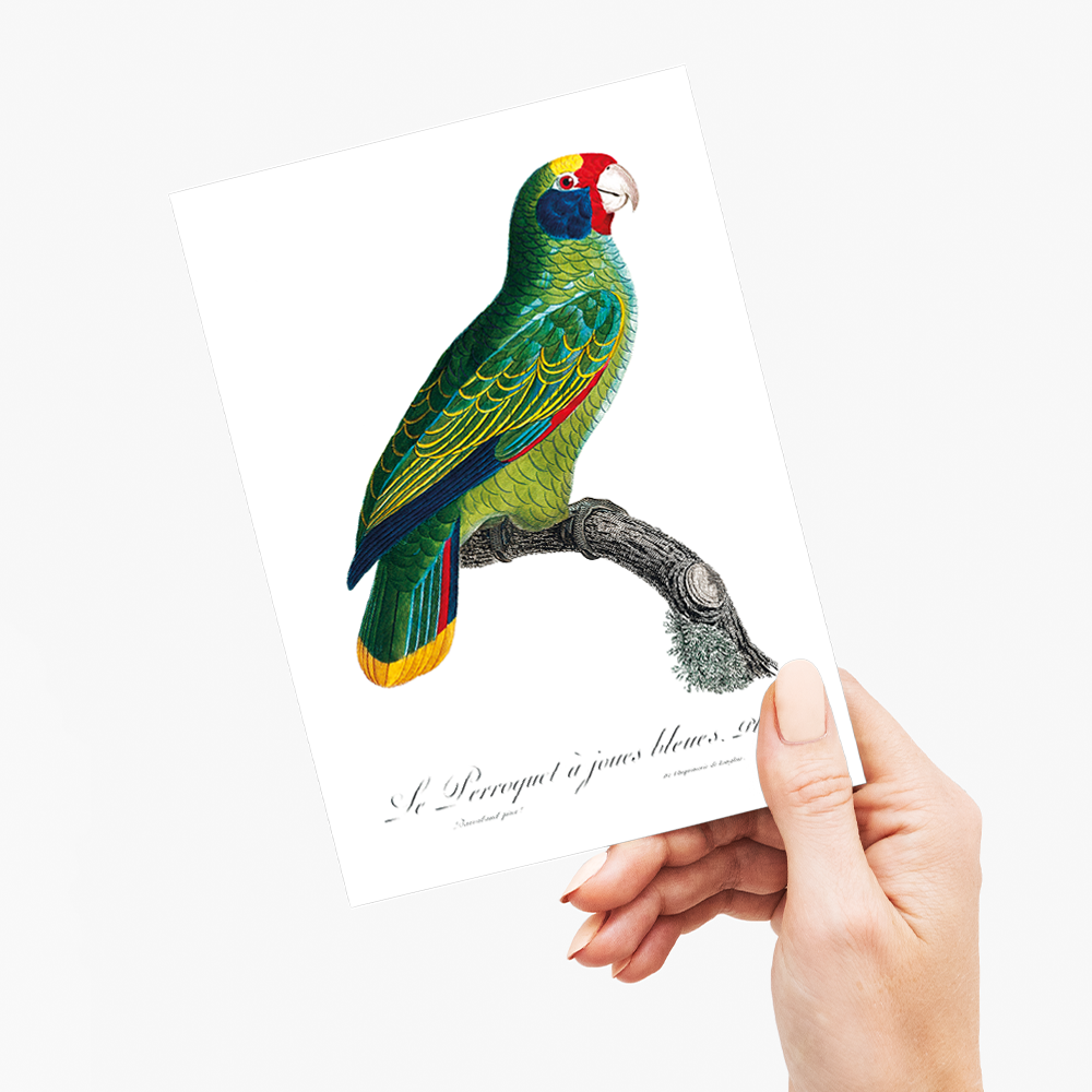 Red-and-Blue Amazon, Amazona caeruleocephala - Wenskaart