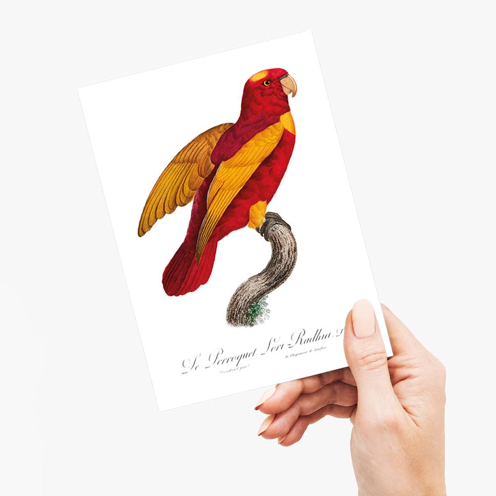 Red-and-Gold Lory, Lorius rex - Wenskaart