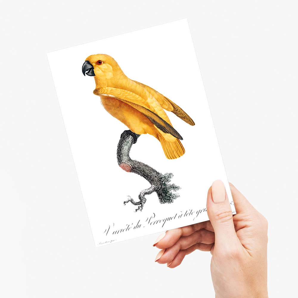 Senegal Parrot II - Wenskaart