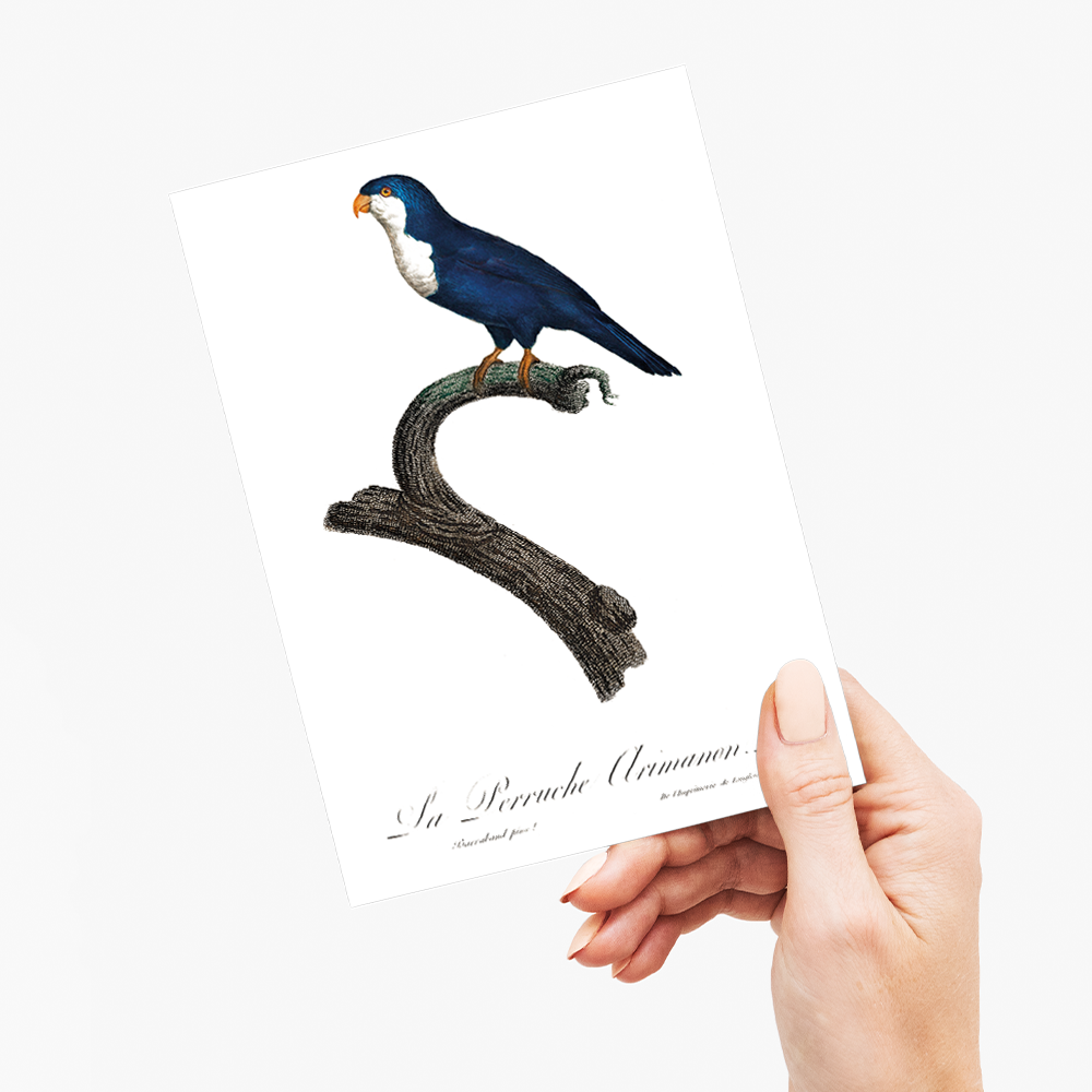 The Arimanon Parakeet - Wenskaart
