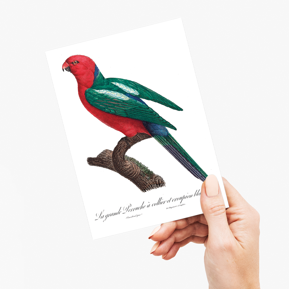 The Australian king parrot, Alisterus scapularis - Wenskaart