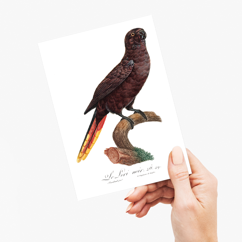 The Black Lory, Chalcopsitta atra - Wenskaart