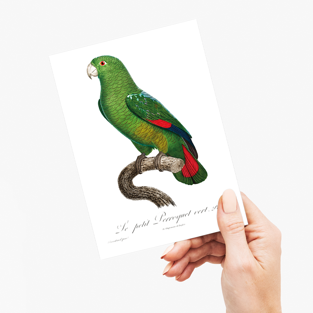 The Black-Billed Amazon, Amazona agilis - Wenskaart