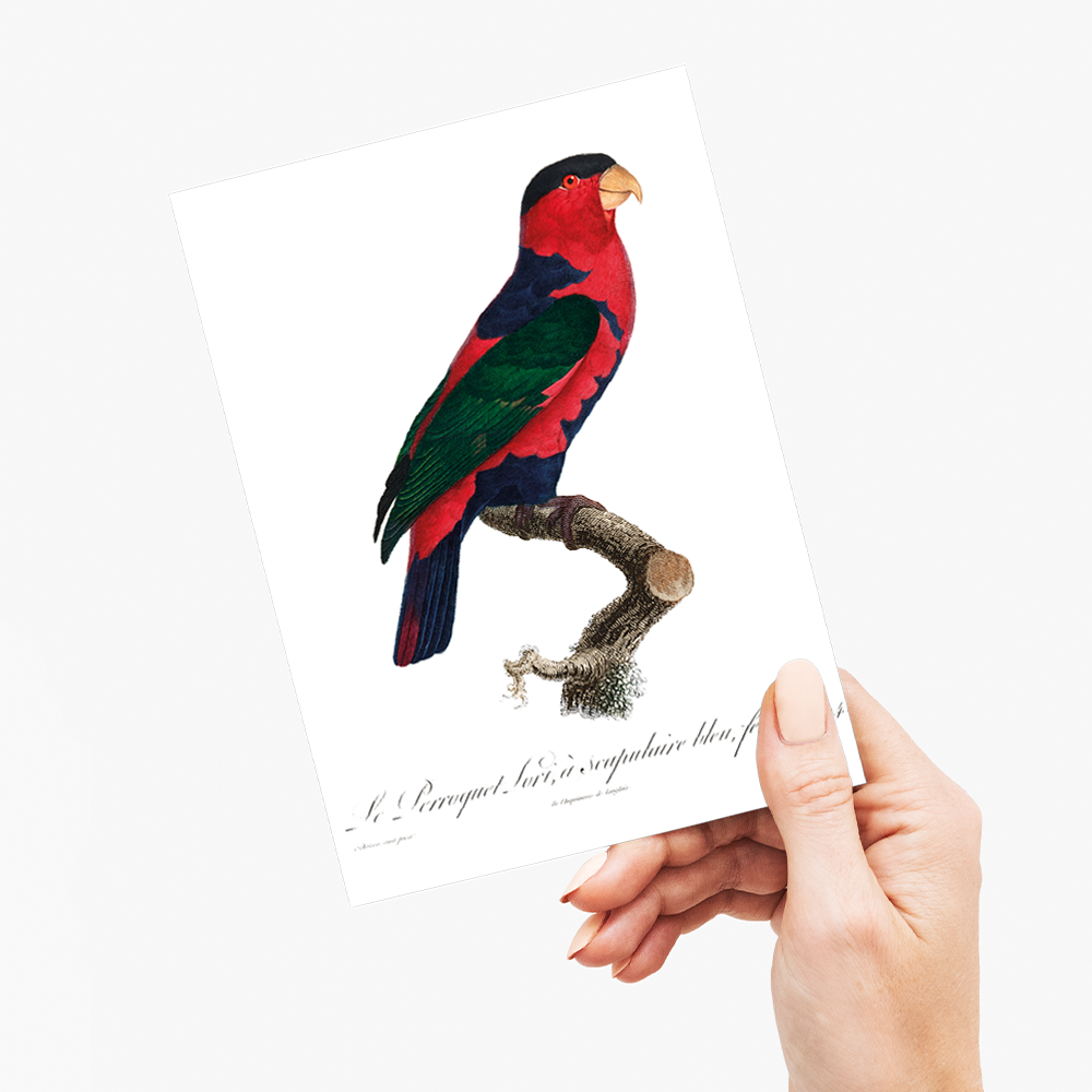 The Black-Capped Lory Lorius lory I - Wenskaart
