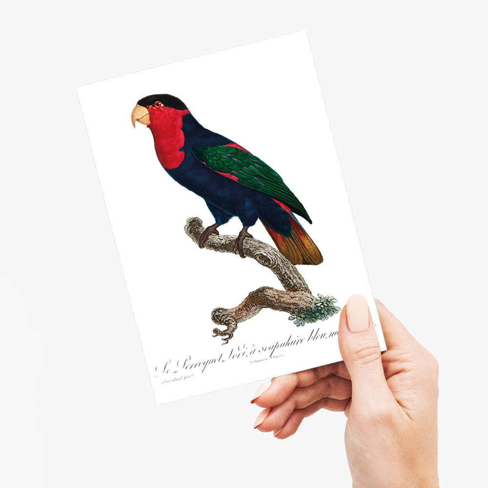 The Black-Capped Lory, Lorius lory II - Wenskaart