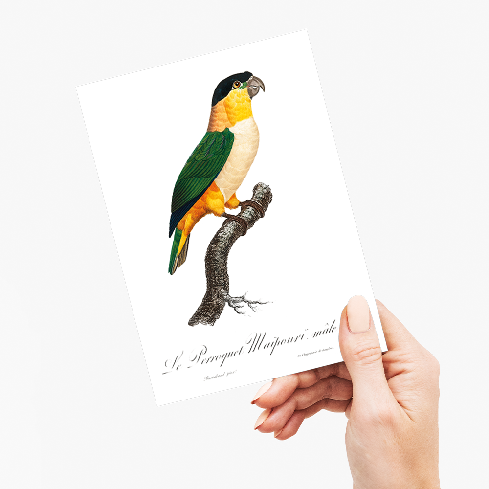 The Black-Headed Parrot - Wenskaart