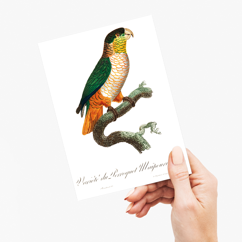 The Black-Headed Parrot, Pionites melanocephalus - Wenskaart