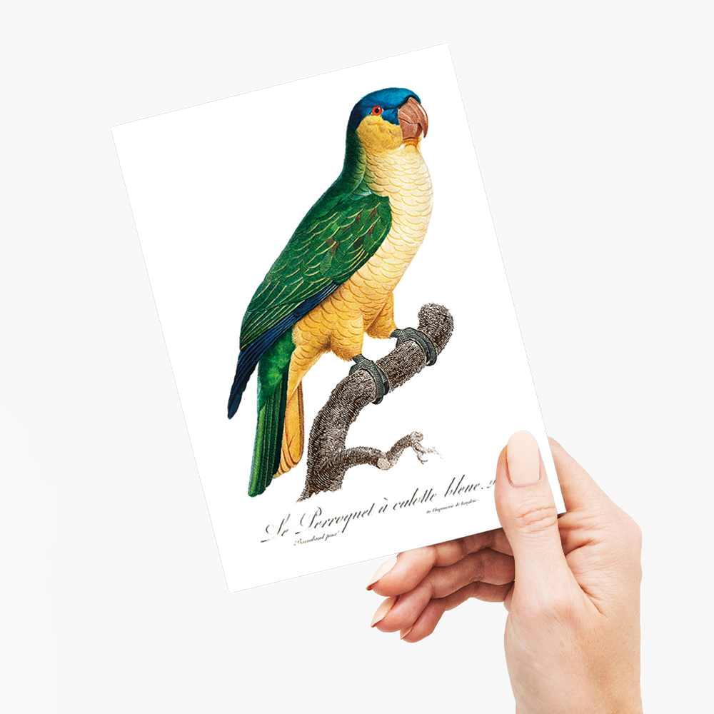 The Black-Lored Parrot, Tanygnathus gramineus - Wenskaart