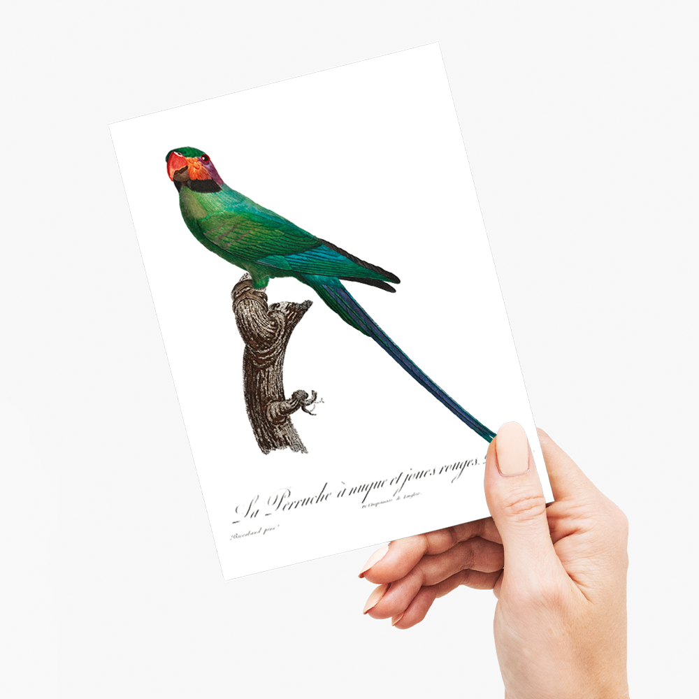 The Blossom-Headed Parakeet with Red Cheeks - Wenskaart