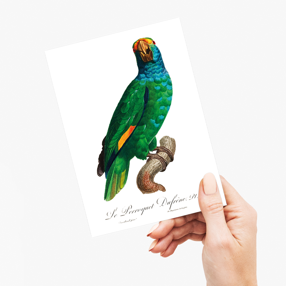 The Blue-Cheeked Amazon, Amazona dufresniana - Wenskaart