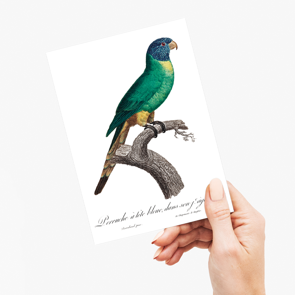 The Blue-Crowned Parakeet, Thectocercus acuticaudatus - Wenskaart