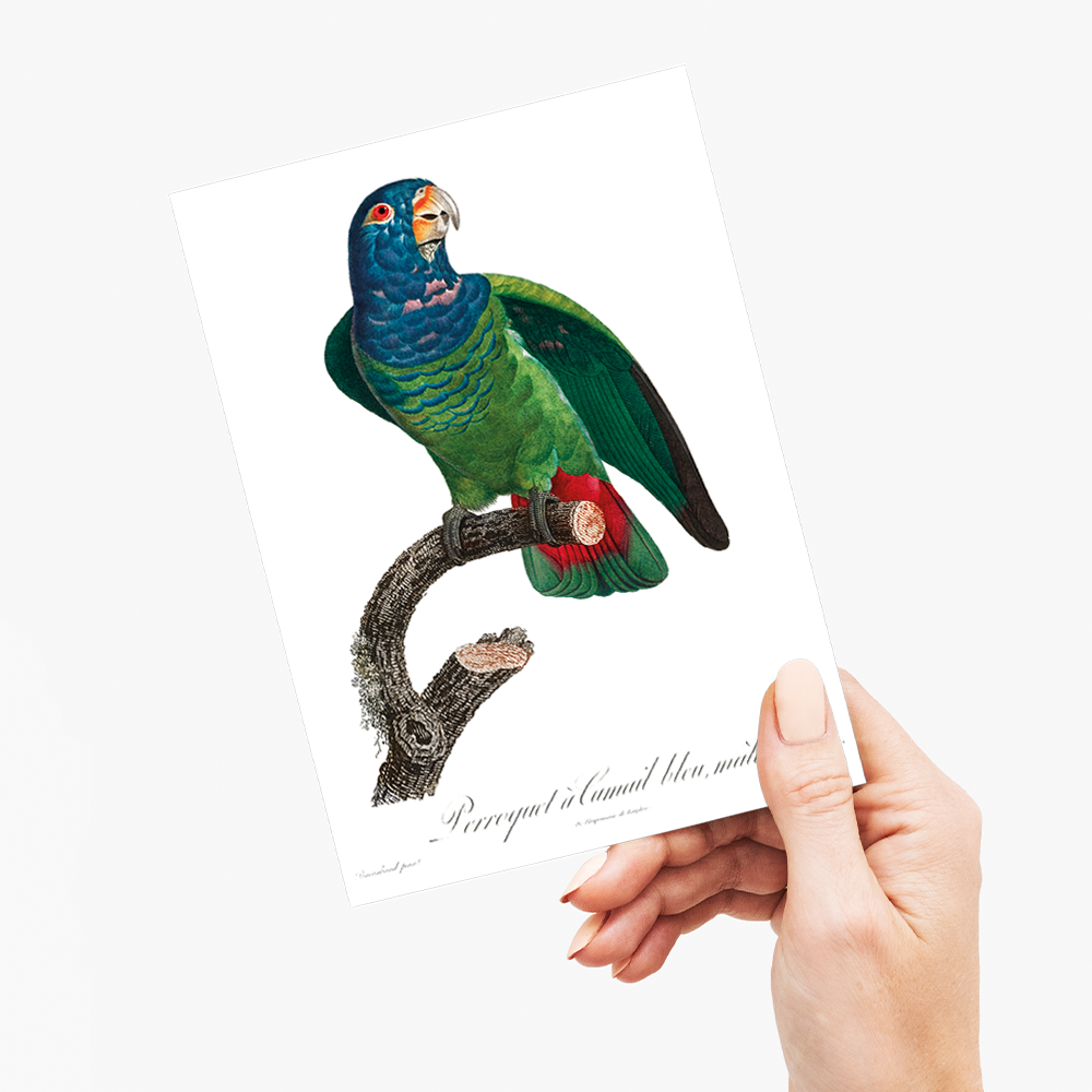 The Blue-Headed Parrot, Pionus menstruus - Wenskaart