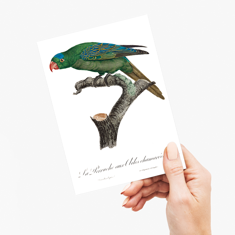 The Blue-Naped Parrot, Tanygnathus lucionensis - Wenskaart