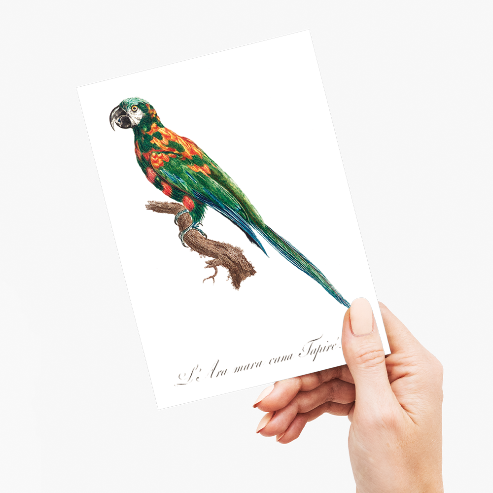 The Blue-Winged Macaw, Primolius maracana I - Wenskaart