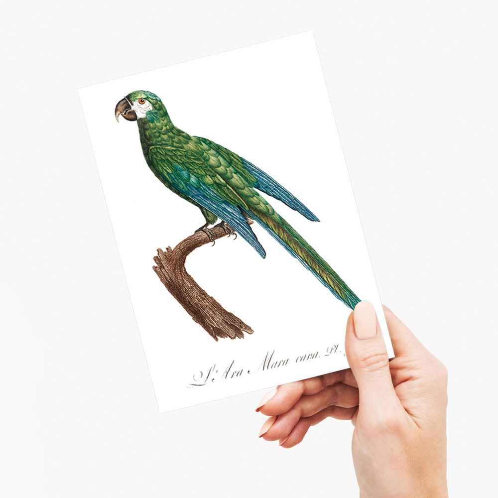 The Blue-Winged Macaw, Primolius maracana II - Wenskaart