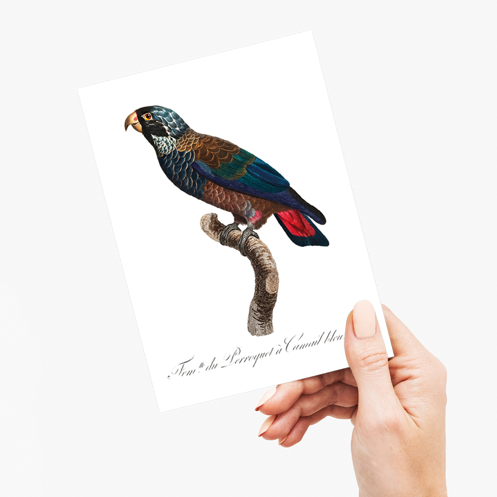 The Bronze-Winged Parrot, Pionus chalcopterus - Wenskaart