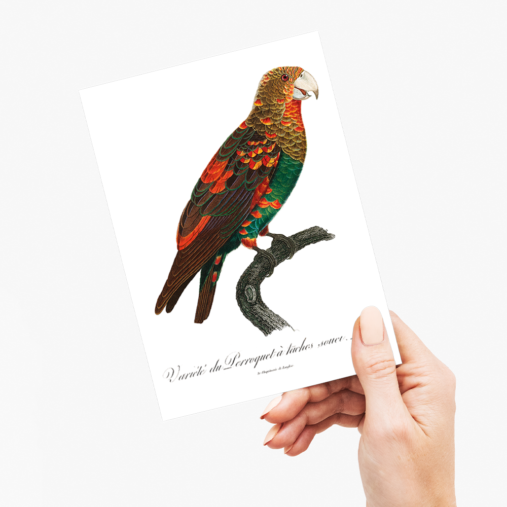 The Brown-Necked Parrot - Wenskaart