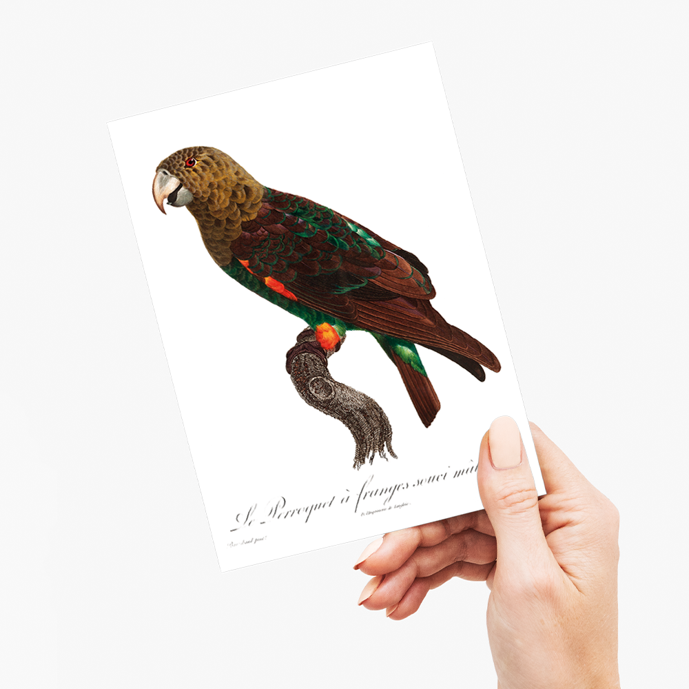 The Brown-Necked Parrot, Poicephalus fuscicollis from Natural History of Parrots - Wenskaart