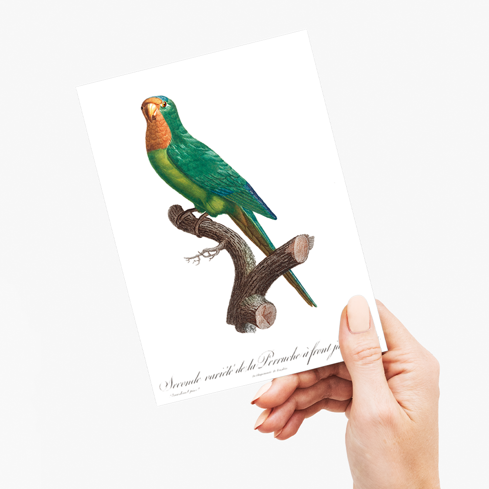 The brown-throated parakeet, Eupsittula pertinax - Wenskaart