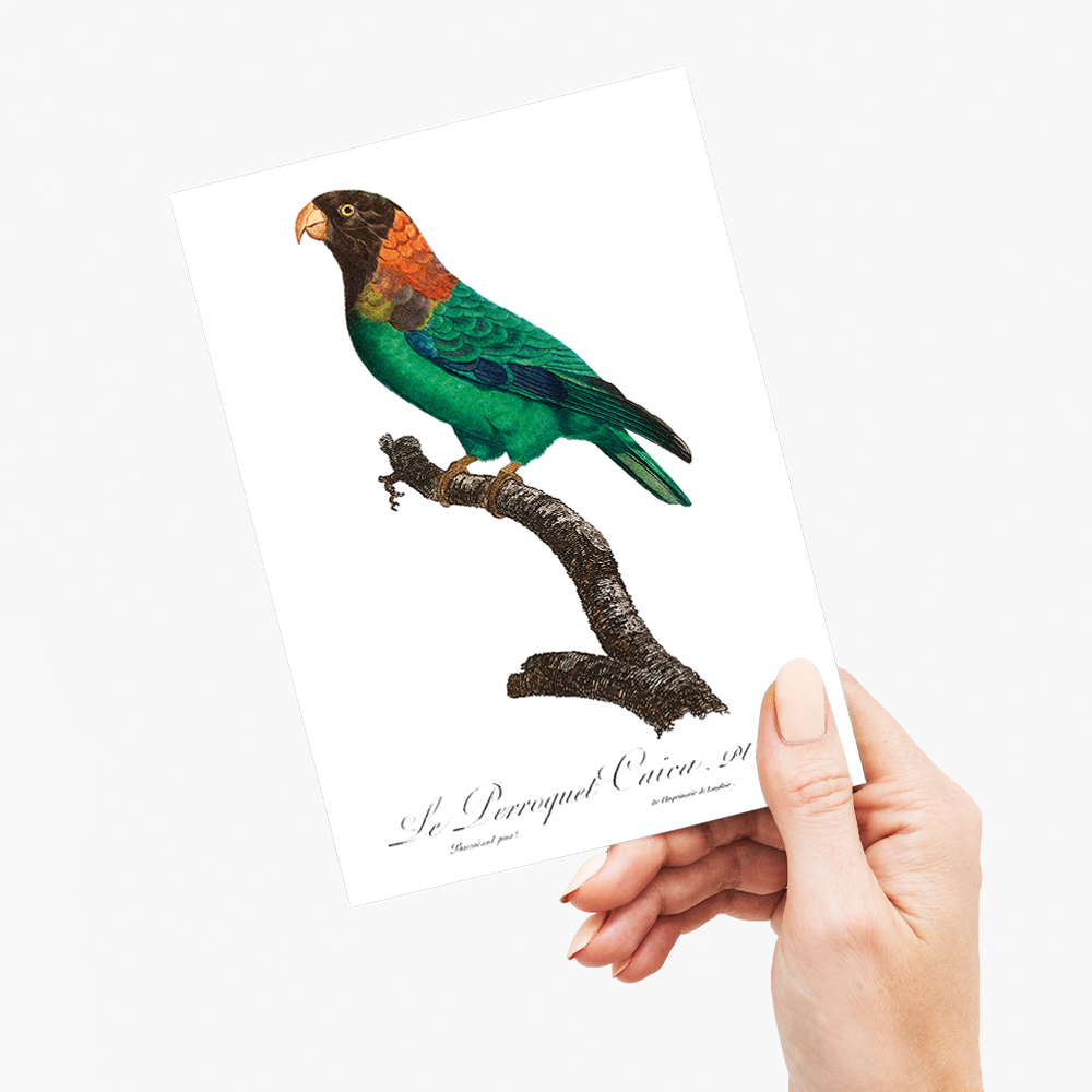 The Caica Parrot, Pyrilia caica - Wenskaart