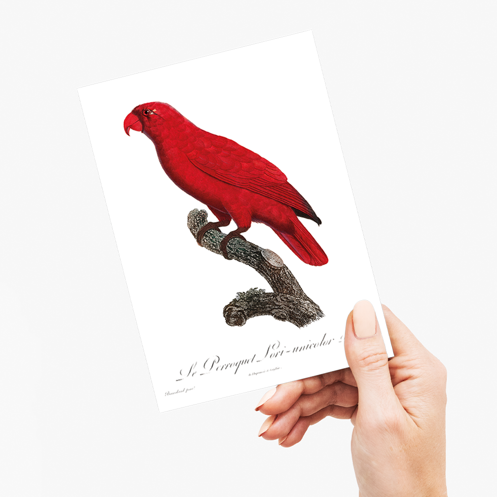 The Cardinal Lory, Chalcopsitta cardinalis - Wenskaart