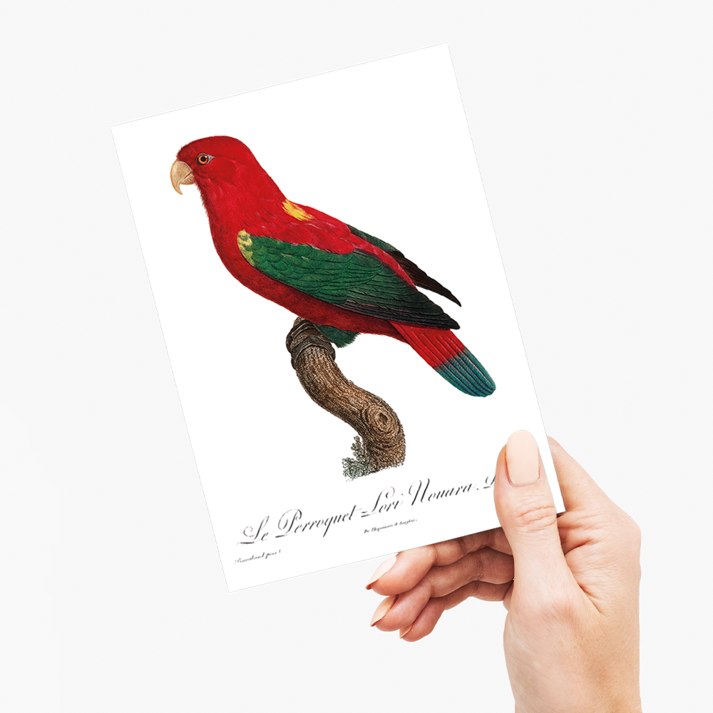 The Chattering Lory, Lorius garrulus - Wenskaart