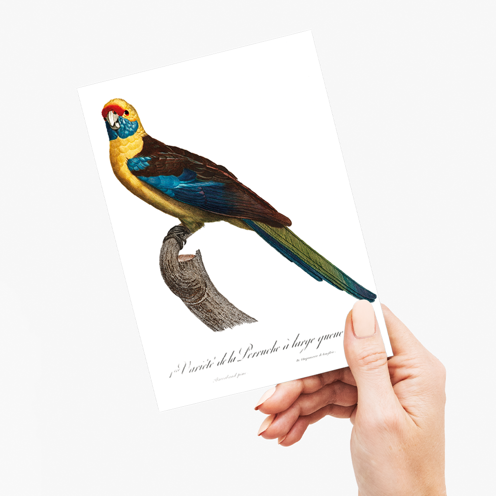 The Crimson Rosella, Platycercus elegans - Wenskaart
