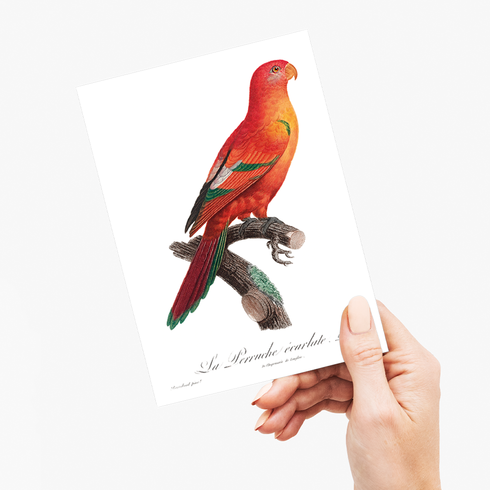The Crimson Shining Parrot, Prosopeia splendens - Wenskaart