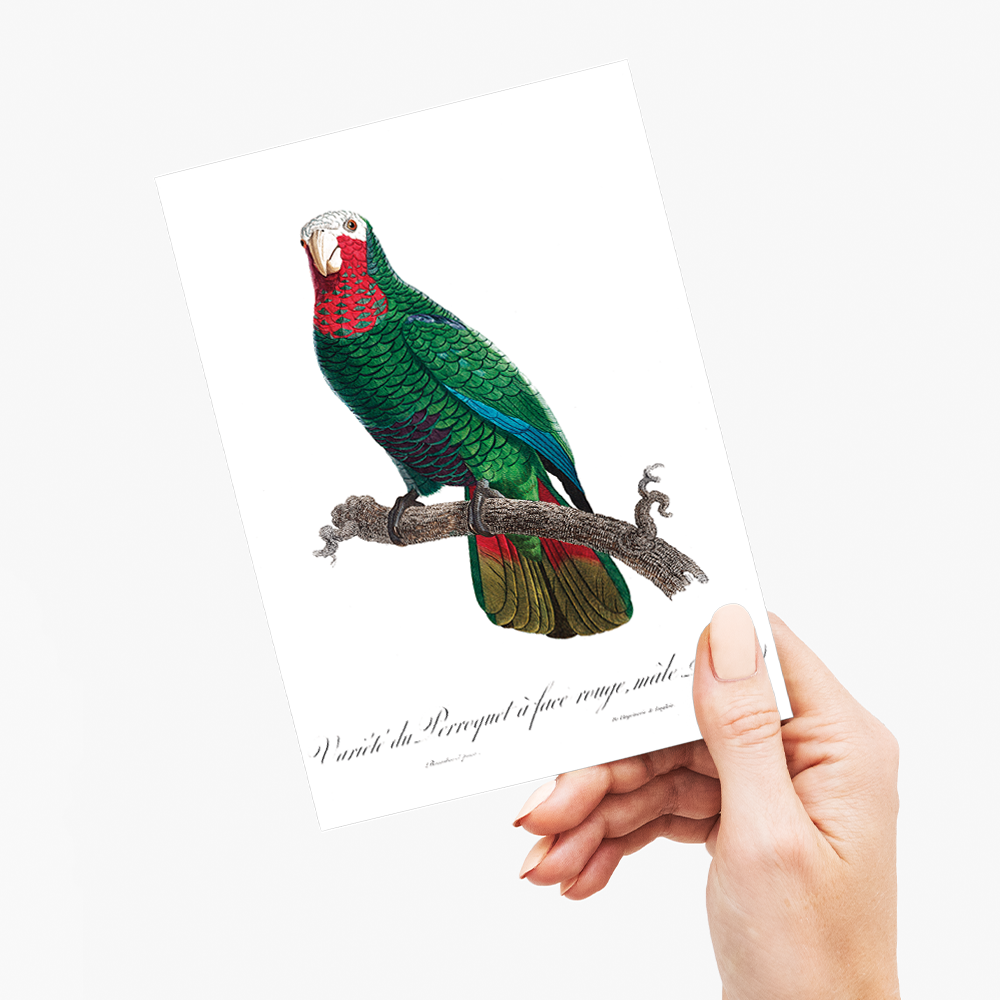 The Cuban Amazon (Amazona leucocephala) - Wenskaart