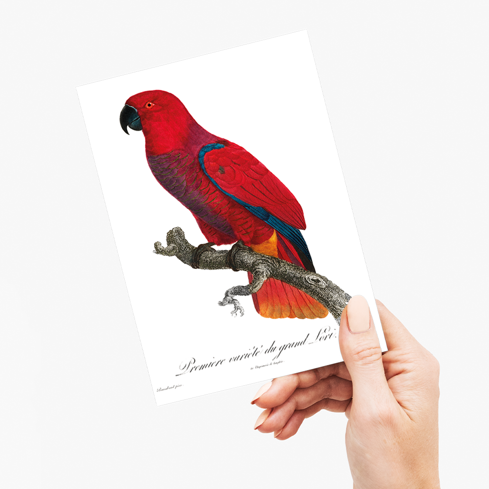 The Eclectus Parrot - Wenskaart