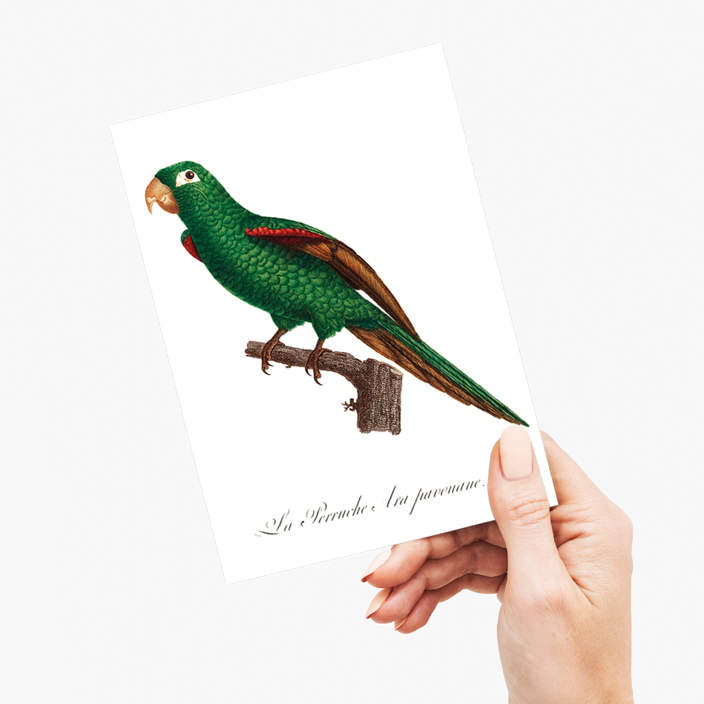 The Eclectus Parrot, Eclectus roratus - Wenskaart