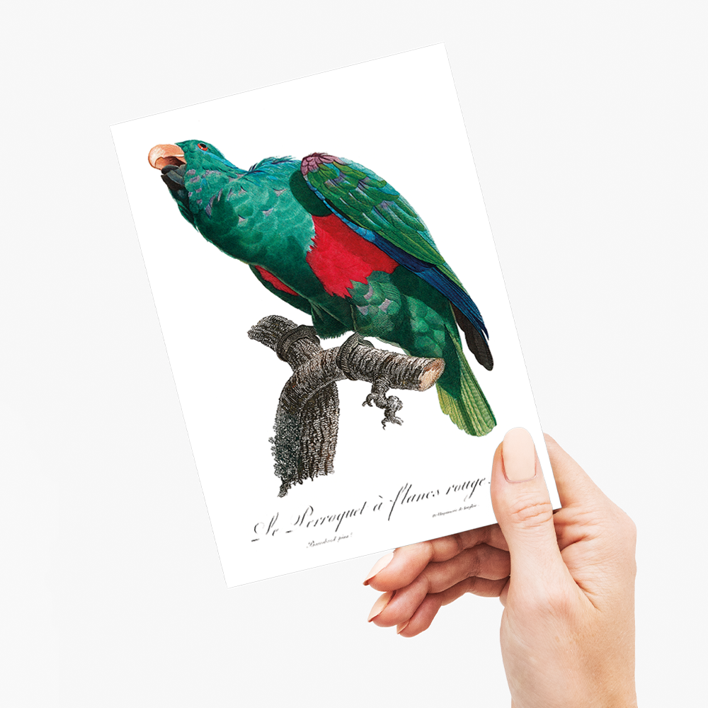 The Eclectus Parrot, Eclectus roratus - Wenskaart