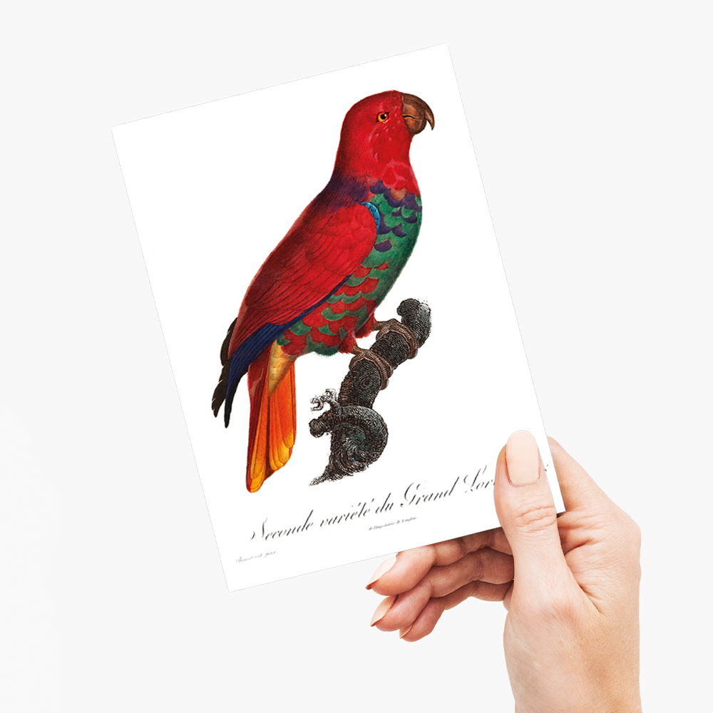 The Eclectus Parrot, Eclectus roratus - Wenskaart