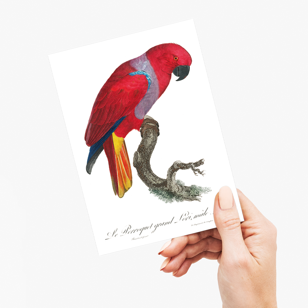 The Eclectus Parrot, Eclectus roratus, male - Wenskaart