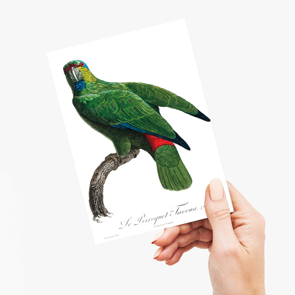 The Festive Amazon, Amazona festiva - Wenskaart