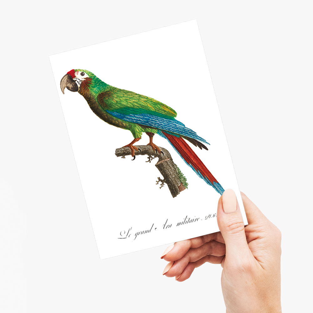 The Great Military Macaw, Ara ambiguus - Wenskaart