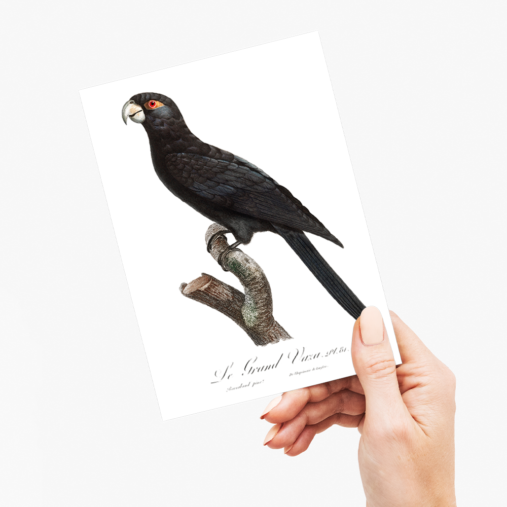 The Greater Vasa Parrot - Wenskaart