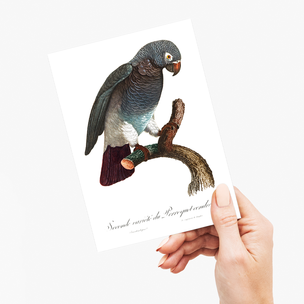 The Grey Parrot, Psittacus erithacus III - Wenskaart