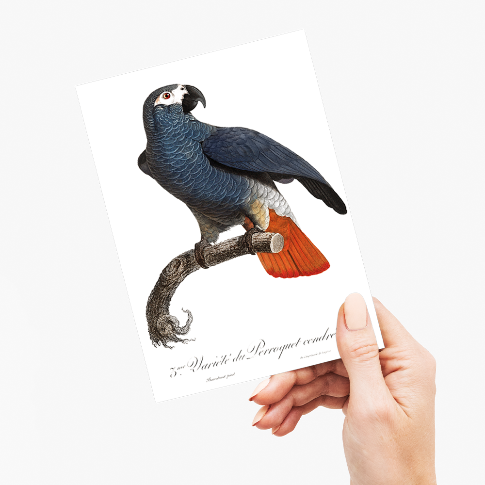 The Grey Parrot, Psittacus erithacus IV - Wenskaart