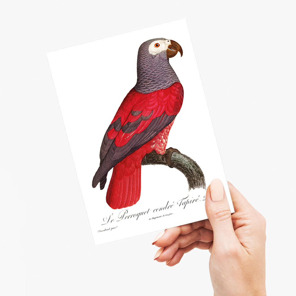 The Grey Parrot, Psittacus erithacus I - Wenskaart
