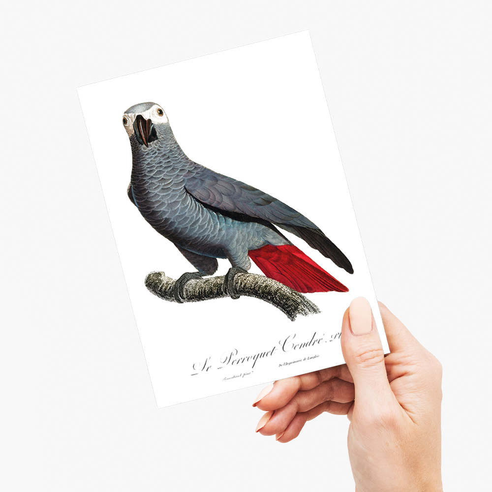The Grey Parrot, Psittacus erithacus V - Wenskaart