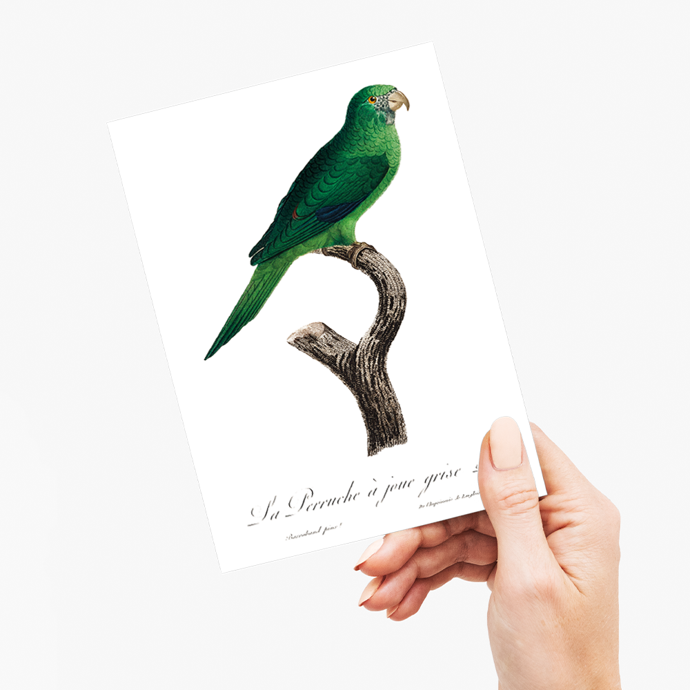 The Grey-Cheeked Parakeet (Brotogeris pyrrhoptera) - Wenskaart