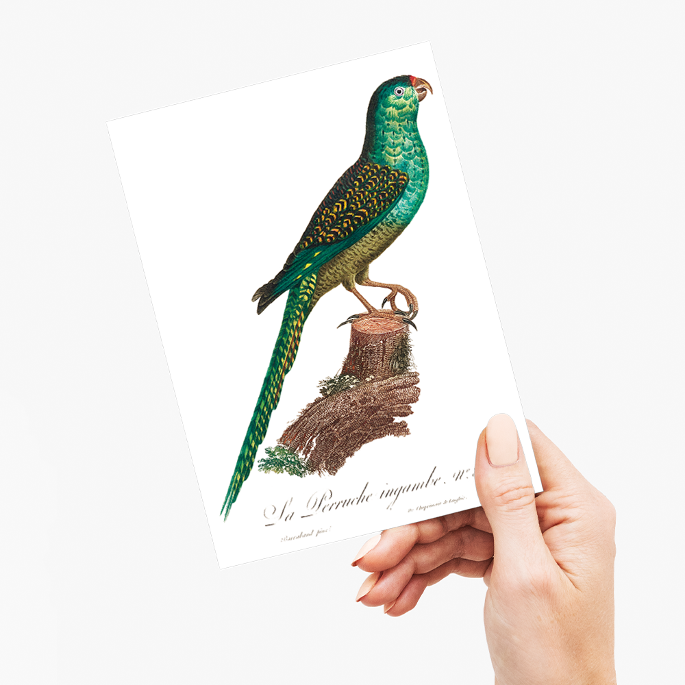 The Ingambe Parakeet - Wenskaart