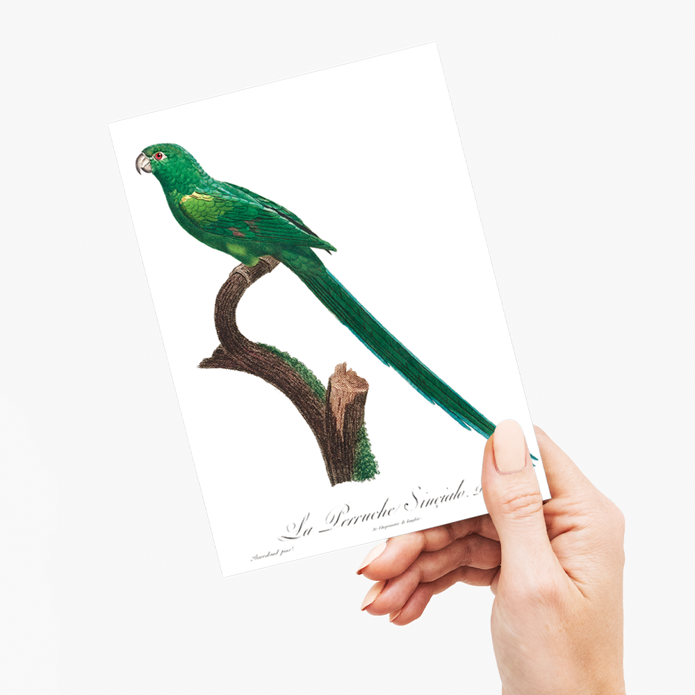 The Long-Tailed Parakeet, Psittacula longicauda - Wenskaart